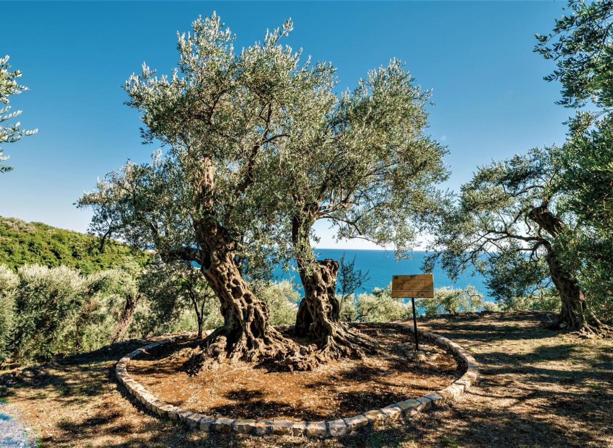 Holiday Park Olive Tree Ούλτσιν Εξωτερικό φωτογραφία